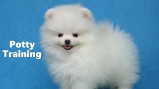 How To Potty Train A Pomeranian Puppy  Pomeranian House Training Tips  Pomeranian Puppies [upl. by Hnahc]