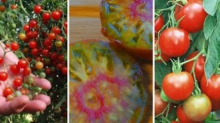 3 variétés de tomates incontournables [upl. by Anirdna]