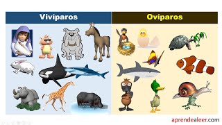 Ciências Reino animal  Ovíparos e Vivíparos [upl. by Vadim126]