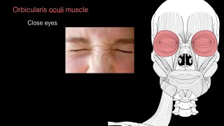 Muscles of facial expression [upl. by Walther]