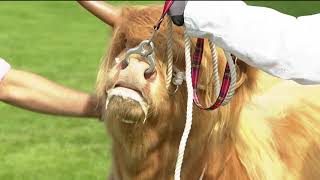 Royal Highland Showcase  Highland Cattle Highlights  Day1 [upl. by Rosenblast]