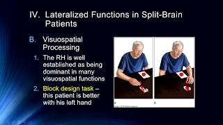 Lecture 19 Hemispheric Specialization SplitBrain Procedures [upl. by Harobed748]