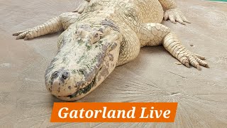 LIVE at Gatorland Orlando [upl. by Chemash]