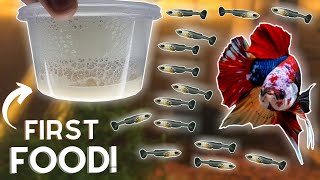 How to Breed Bettas Hatching the Eggs Part 2 [upl. by Aicnarf222]