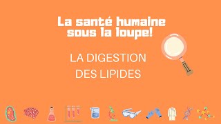 La digestion des lipides [upl. by Esertal]