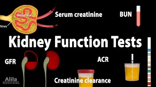 Kidney Function Tests Animation [upl. by Placeeda860]