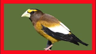 Evening Grosbeak Song Evening Grosbeak Call  Pepitero Norteño Canto  Coccothraustes Vespertinus [upl. by Aihsoek]