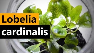 Lobelia Cardinalis planting Emersed Aquarium plant [upl. by Oelak340]