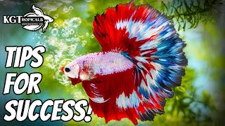 Top 10 Tips To Make Your Betta Fish Happy [upl. by D'Arcy993]