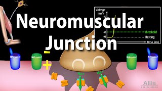 Neuromuscular Junction Animation [upl. by Helga636]