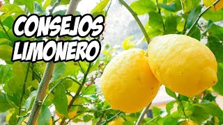 Top 7 Consejos para Cultivar LIMONEROS 🍋  La Huerta de Ivan [upl. by Leanna]