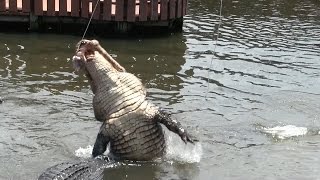 Gatorland  Jumparoo show at the Alligator Capital of the World [upl. by Cardinal]