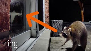 Raccoon Gets JumpScared By Indoor Cat  RingTV [upl. by Anaeda]