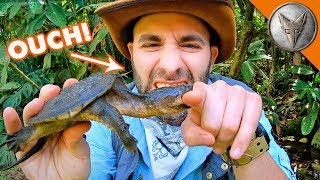 Snapping Turtle BITES Me AGAIN [upl. by Bosch]