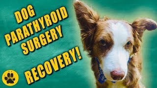 Dog Parathyroid Surgery Recovery [upl. by Cort861]