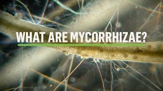 MYCORRHIZAE How does the symbiosis take place [upl. by Myke]