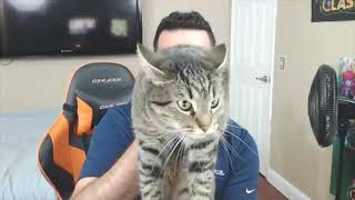 When Doom music kicks in Cat Attack [upl. by Dar]