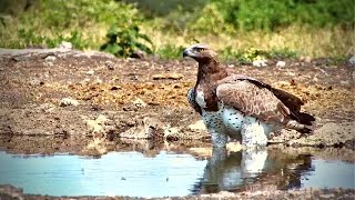 A Magnificent Martial Eagle [upl. by Carnay]