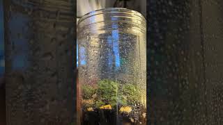 Ecosystem Jar Timelapse [upl. by Crandall]